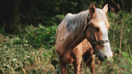 Naklejka na ściany i meble Beautiful Finnish Horse in the field