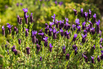 Obraz premium Wild flower, scientific name; Lavandula stoechas