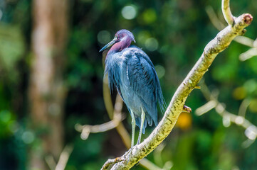 A view of a Blue Heron perched above the Tortuguero River in Costa Rica during the dry season
