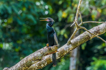 A view of a Darter bird perched above the Tortuguero River in Costa Rica during the dry season