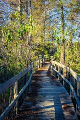 Obraz premium Narrow wooden walkway leading int a beautiful forest with trall trees