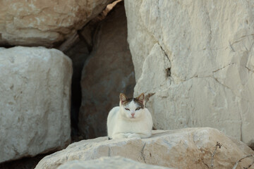 Obraz premium Wild cat on a pier.
