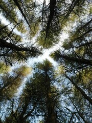 Fototapeta premium Vertical low angle shot of tall green trees in a forest on a sunny day