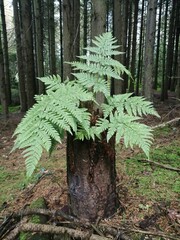 Vertical closeup shot of green leaves on a tree trunk in a forest