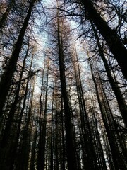 Vertical low angle shot of tall trees in a forest on a sunny day