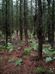 Vertical shot of tree trunks in a forest on a sunny day
