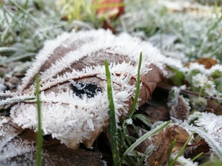 Closeup shot of dried leaves covered in snow seen on the ground