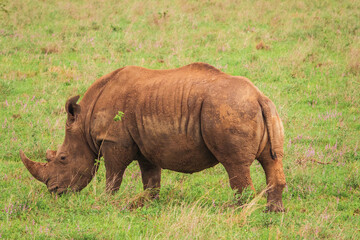 A portrait of a lone white rhino grazing in the wild at Nairobi National Park, Kenya