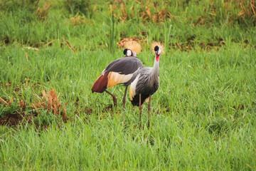 A pair of crowned cranes in the wild at Nairobi National Park, Kenya