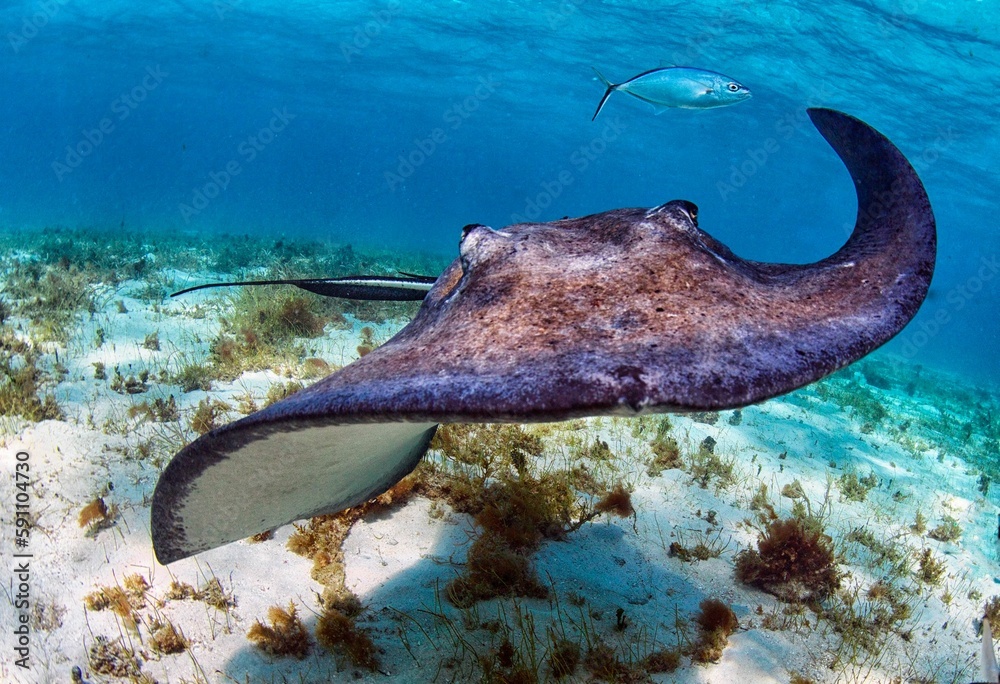 Sticker Image of a single Bull ray fish swimming in the water.