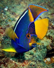 Image of a single colorful King angelfish swimming in the water.