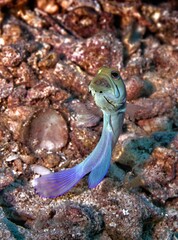 Image of a single Yellowhead jawfish swimming in the water.