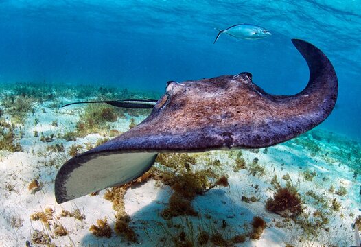 Image of a single Bull ray fish swimming in the water.