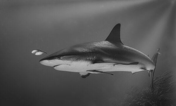 Image of a single Bull shark swimming in the water in back and white.