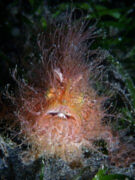 Image of a single Giant frogfish in the water.