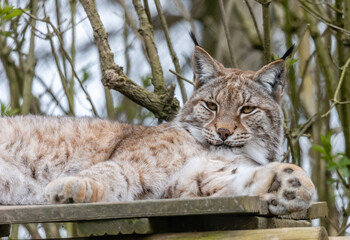 One of the Eurasion Lynx from Port Lympne