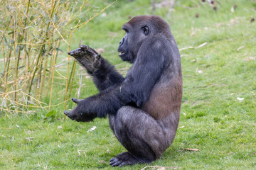One of the adult Gorillas from Port Lympne