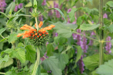 Lions ear of orange color. Leonotis leonurus. Summer flowers on blurred background of green grass.