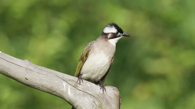 Bird stay on branch and fly away, light-vented bulbul (Pycnonotus sinensis formosae) is an endemic songbird of Taiwan. Active, fearless, adventurous, and adaptive to urban environment.