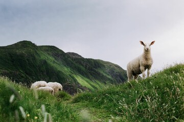 Grassy mountains and sheep grazing on highlands