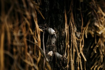 Selective focus shot of two snails on a tree bark