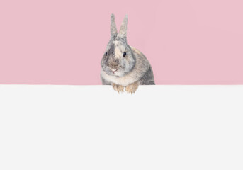 Front view of a grey cute rabbit standing on a pink background. Great action of a young rabbit.