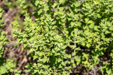 The wild  thyme branches in nature, organic, fresh