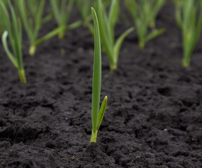 Onion sprouts in early spring at the garden. High quality photo