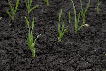Onion sprouts in early spring at the garden. High quality photo