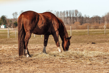 Horse stable, close-up of a horse, spring in nature, horses grazing in paddocks