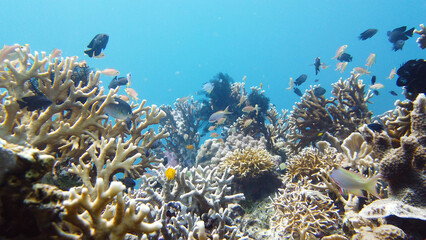 Naklejka na ściany i meble Underwater fish reef marine. Tropical colorful underwater seascape with coral reef. Leyte, Philippines.