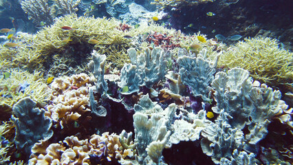 Naklejka na ściany i meble Underwater fish garden reef. Reef coral scene. Seascape under water. Leyte, Philippines.