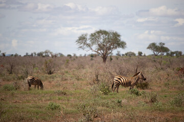 Fototapeta na wymiar Beautiful landscape in Africa, savanna taken on a safari. beautiful views of Kenya and its animal world. Panorama, sunrise, mountains, clouds and animals in Kenya