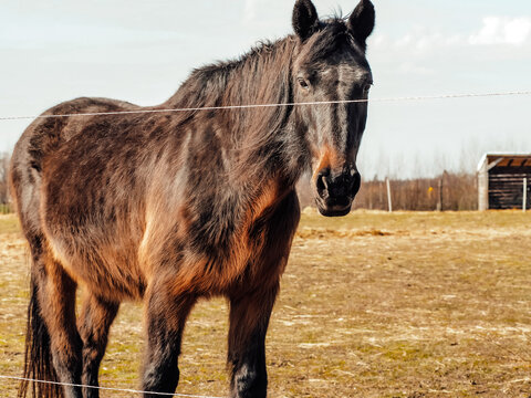 Horse stable, close-up of a horse, spring in nature, horses grazing in paddocks