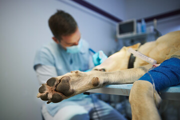 Veterinarian during dog surgery. Selective focus on paw of labrador retriever lying on operating table of veterinary clinic..