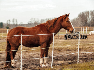 Fototapeta premium Horse stable, close-up of a horse, spring in nature, horses grazing in paddocks