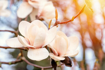 Obraz premium white and pink magnolia flowers on the branch on a warm spring sunny day