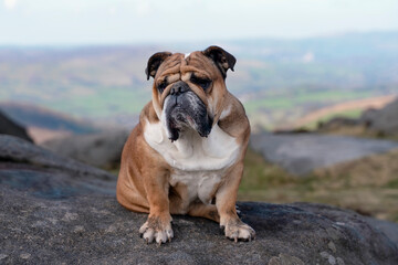 Obraz premium English bulldog on top of mountain sitting on top of mountain at Peak District on a sunny warm day.