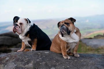 Red  and  Black tri-color English bulldogs sitting on top of mountain at Peak District on a sunny warm day.