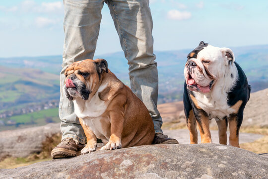 A happy pensioner with English bulldogs on top of mountain, going for a walk in Peak District on Autumn day.  Dog training. Free time in retirement.