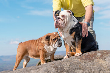 Obraz premium A happy pensioner with English bulldogs on top of mountain, going for a walk in Peak District on Autumn day. Dog training. Free time in retirement.