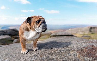 Fototapeta premium English bulldog on top of mountain sitting on top of mountain at Peak District on a sunny warm day.