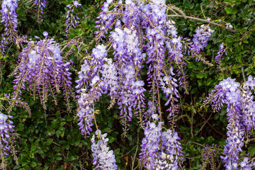 Obraz premium Selective focus of purple flowers Wisteria sinensis or Blue rain, Chinese wisteria is species of flowering plant in the pea family, Its twisting stems and masses of scented flowers in hanging racemes.