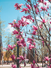 magnolia in the park in spring