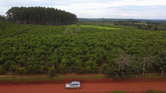 Aerial view of a Car passing next to vineyards and agricultural fields in Campo Grande, Misiones, Argentina.