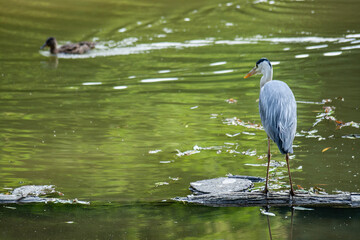 A heron and a duck resting in the pond at Changgyeonggung Palace, Seoul, South Korea. 