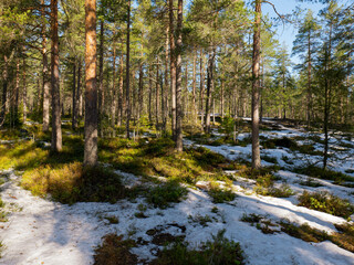 Forest scenery with melting snow. Early spring concept.