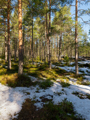 Forest scenery with melting snow. Early spring concept.