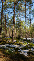 Forest scenery with melting snow. Early spring concept.