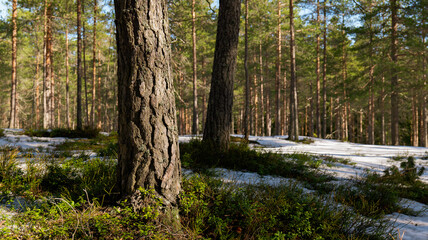 Forest scenery with melting snow. Early spring concept.